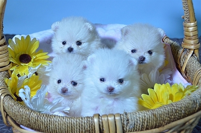 White Pomeranians 